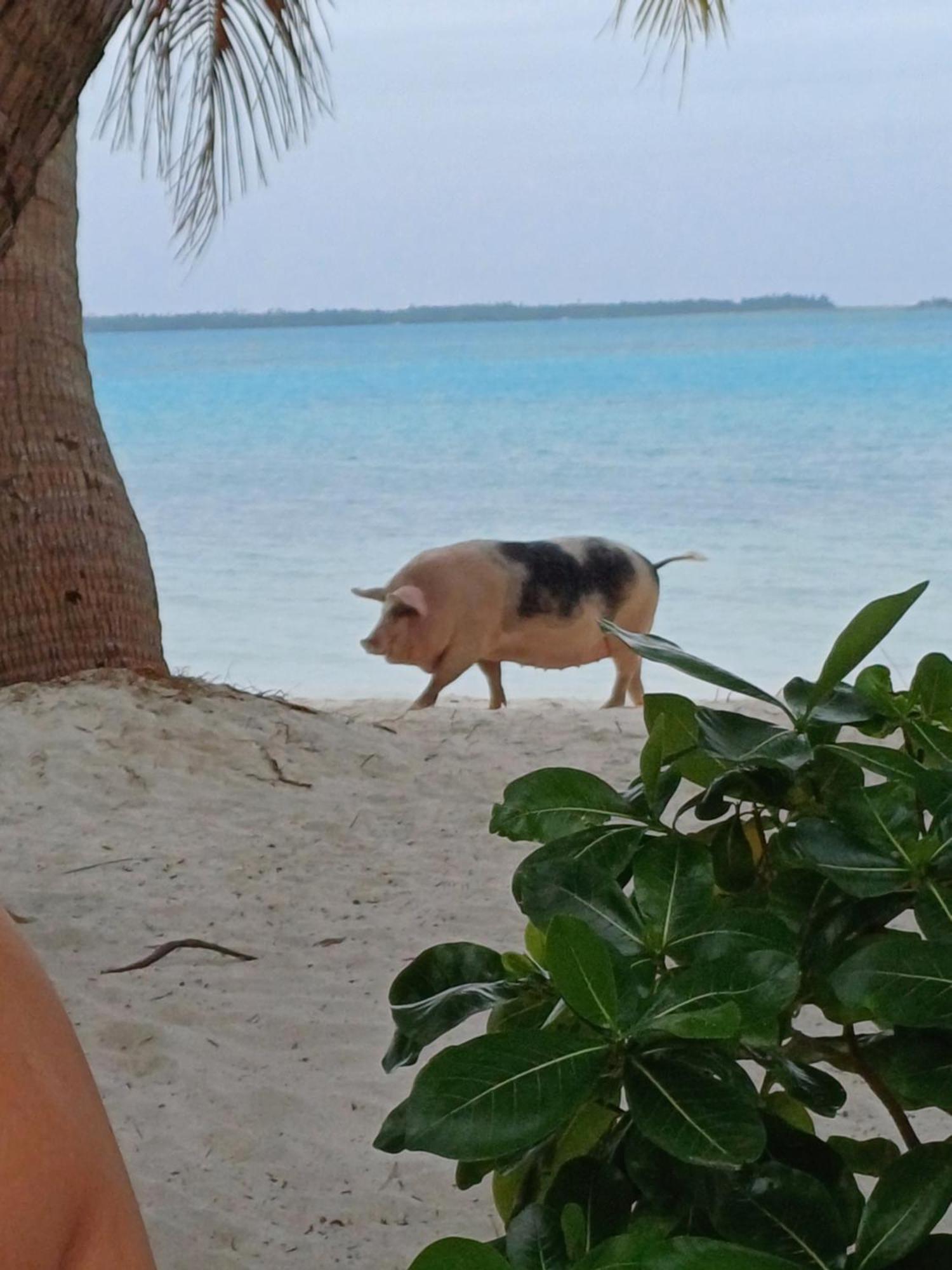 Poemanahere Island Camping A Maupiti Te-Fare-Arii ภายนอก รูปภาพ